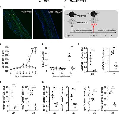 Mast Cells Modulate Antigen-Specific CD8+ T Cell Activation During LCMV Infection